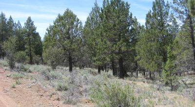 3 adjoining treed lots on cul de sac *