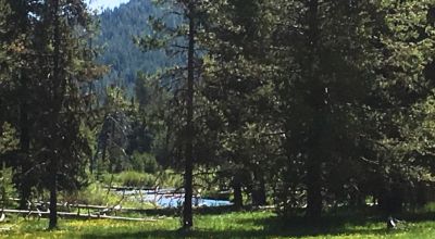 Pristine forest land with Crescent Creek - Trees - Meadows