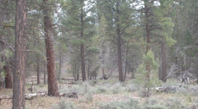 10 Treed acres Near Beatty Oregon - Owner financing available
