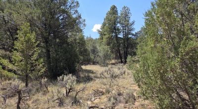 New Mexico Forested Mountain land - Borders Santa Fe National Forest & BLM Lands
