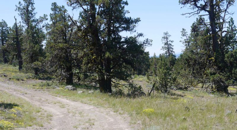 Heavily Treed * Huge Views To The West