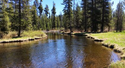 Pristine forest land with Crescent Creek - Trees - Meadows