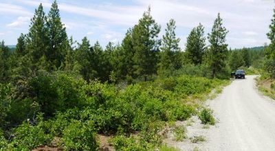 3 adjoining Residential Lots * buy 1 or all 3 * Trees * mobiles allowed
