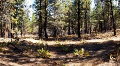 Privacy  *Trees * Southern Oregon Ferguson Mountain * OWF
