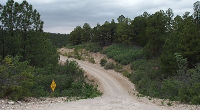 Timberon  small gully on back of property - Trees