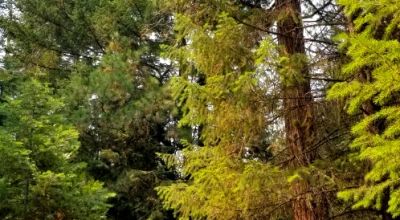 Heavily Forested property with incomplete steel pole metal roof shed/barn