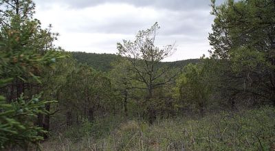 Timberon  small gully on back of property - Trees