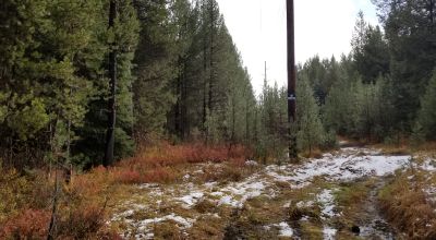 Pristine forest land with Crescent Creek - Trees - Meadows
