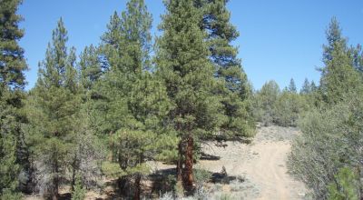 3 adjoining treed lots on cul de sac *