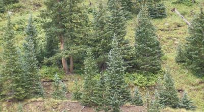 Historic Alpine Loop Southern Colorado - Animas River