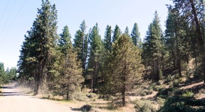 Bonanza Oregon land - 2 adjoining lots with Trees - Power at Road