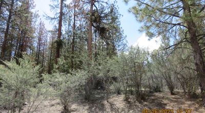 2 adjoining Lots almost 5 acres - Trees - Corner Lot - Camp RV Build