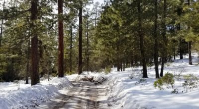 Lots of Trees - Large parcel near Bly Mountain Pass Oregon