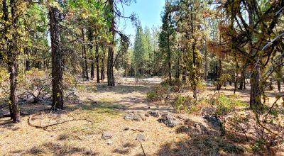 Spacious Treed Parcel - Southerly facing - 5+ acres