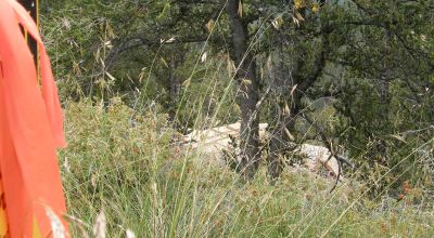 Pristine Mountain Land * Patented Mining Claim near Bonanza Colorado