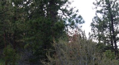 40 acre Forested parcel includes base of the hill and part of the hill - Views Trees