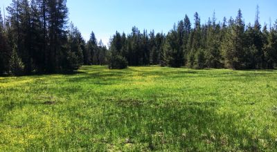Pristine forest land with Crescent Creek - Trees - Meadows
