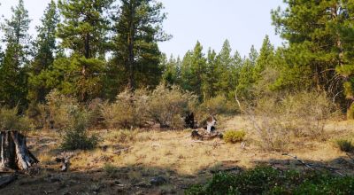 3 adjoining Lots - Trees Trees Trees - Quiet and Seclusion