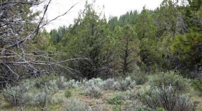 40 acre Forested parcel includes base of the hill and part of the hill - Views Trees