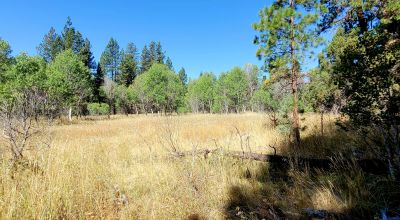 Trees - Meadows - Small Stream - Aspens