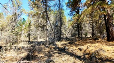 Southerly facing parcel above Sprague River Valley *  TREES