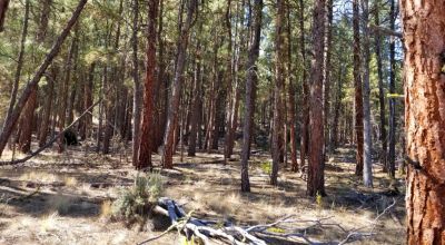 Privacy  *Trees * Southern Oregon Ferguson Mountain * OWF