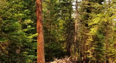 Heavily Forested property with incomplete steel pole metal roof shed/barn