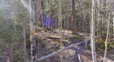 Tree Covered Lot on cul-de-sac - Site builds only