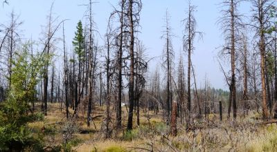 2 adjoining undeveloped residential Lots near Beatty Oregon  * REDUCED due to fire several years ago