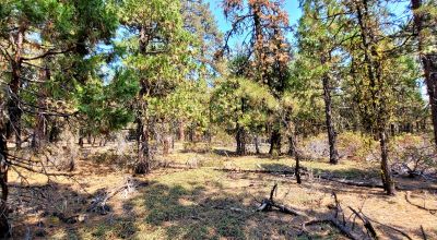 Spacious Treed Parcel - Southerly facing - 5+ acres