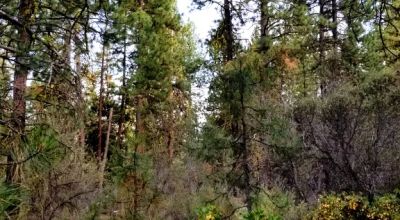 Forested Residential Buildable Parcel