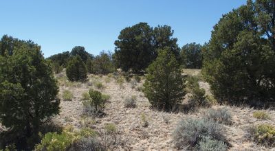 10 acres -Trees and Small Hill - Candy Kitchen Area New Mexico OWF