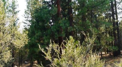 2 Adjoining Treed Lots - Privacy - Trees