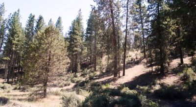 Bonanza Oregon land - 2 adjoining lots with Trees - Power at Road