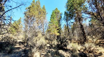 Southerly facing parcel above Sprague River Valley *  TREES