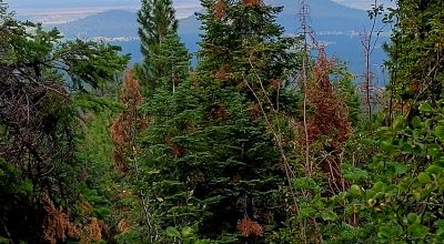 Near Bly Mountain Pass - Huge Trees, Huge Views - Residential Homesite in the trees