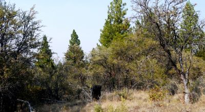 2 Adjoining Treed Lots - Privacy - Trees