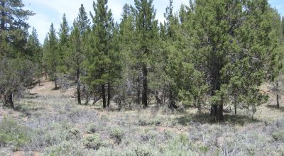 3 adjoining treed lots on cul de sac *