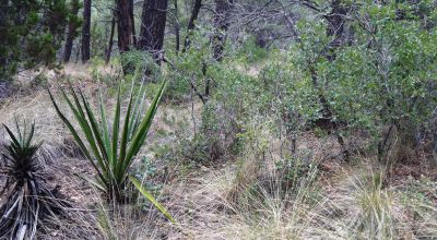 Timberon Residential Building Lot  1+ acre Trees - Corner Lot