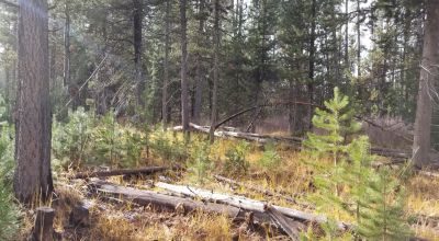 Pristine forest land with Crescent Creek - Trees - Meadows