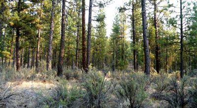 Pristine Forest land - Heavily treed - Park like settings - 2 adjoining parcels  - 40 total acres