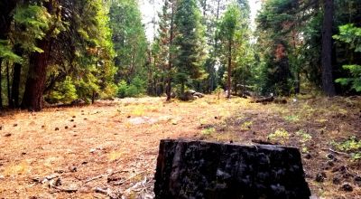 Heavily Forested property with incomplete steel pole metal roof shed/barn