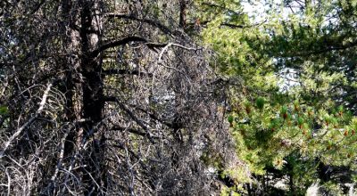 Remote - Island of Trees and Wet Weather Creek