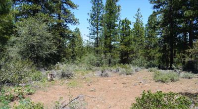 3 adjoining Residential Lots * buy 1 or all 3 * Trees * mobiles allowed