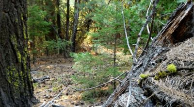 3 adjoining Lots - Trees Trees Trees - Quiet and Seclusion