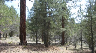 3 adjoining treed lots on cul de sac *