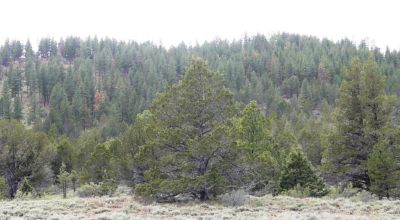 10 acres on the Hill with trees - Easterly Views - 15 miles to Lakeview Oregon