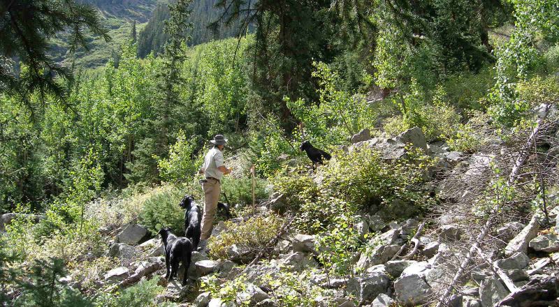 San Juan Mountains West of Lake City. Up the mountain from Henson Creek