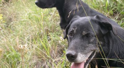 Historic Alpine Loop Southern Colorado - Animas River