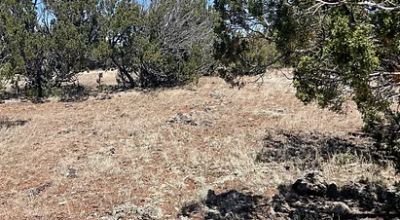 DEAL SEEKERS - Own 1+ Acres with TREES in Concho AZ ✨